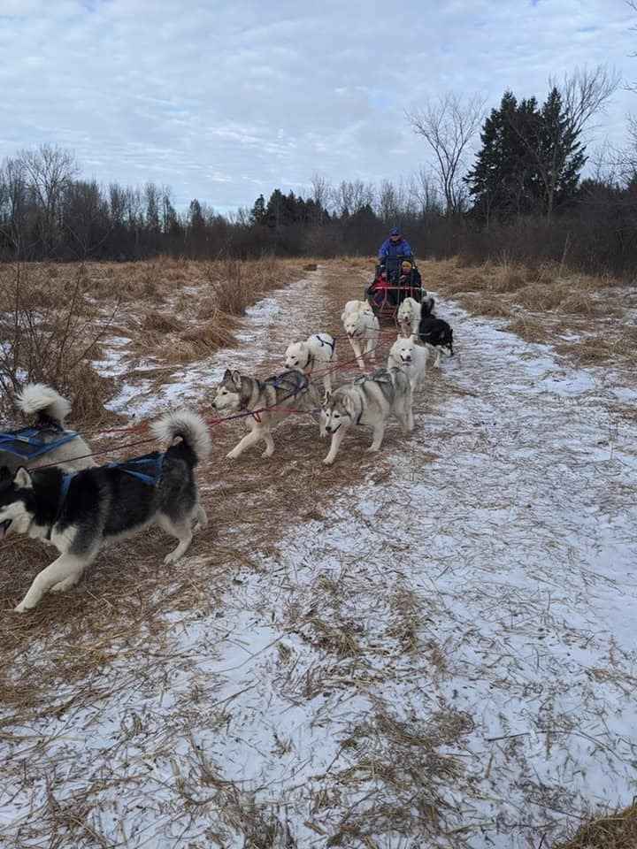 Dog Sledding image