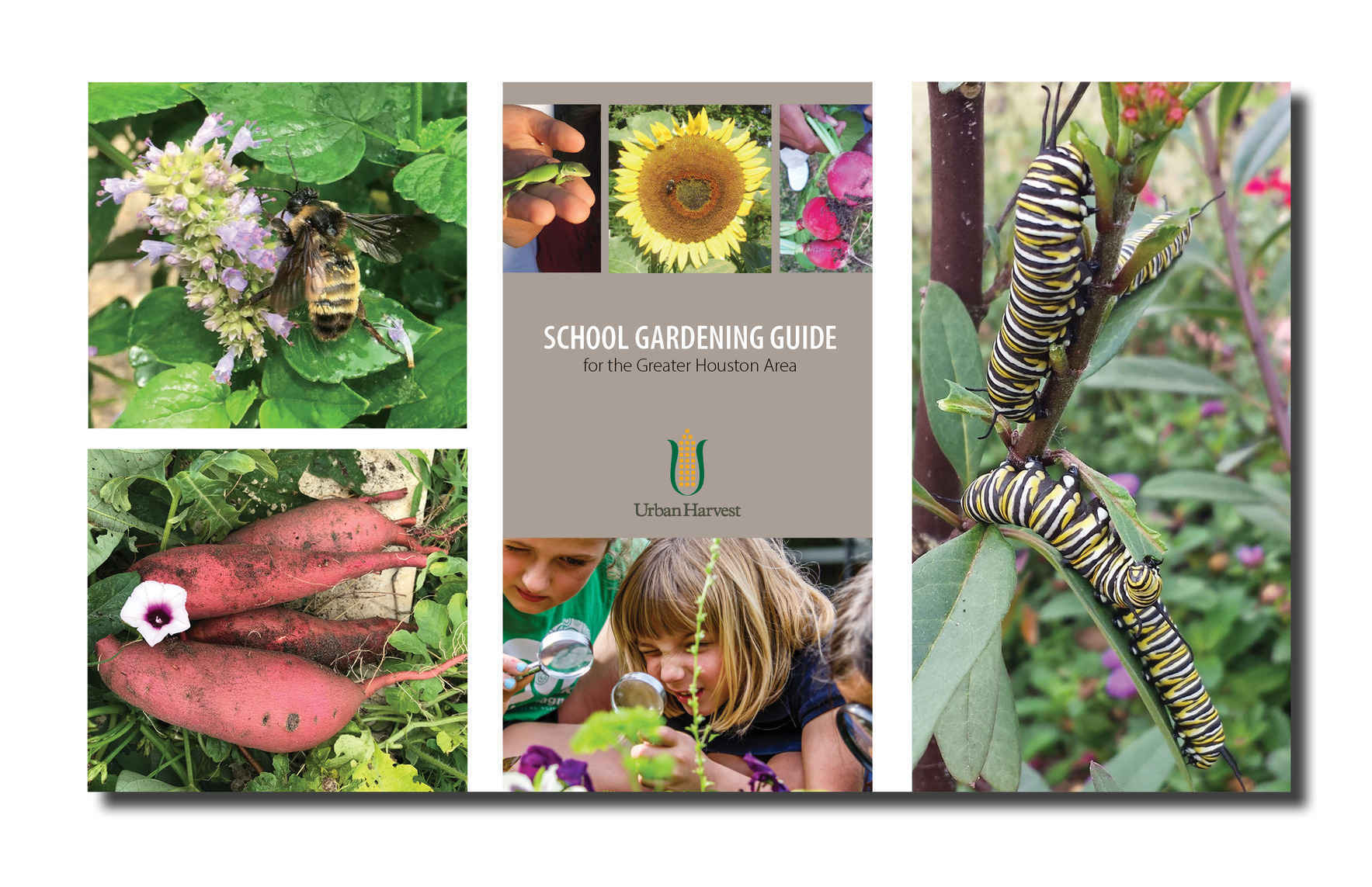 Edible Academy: Insectary Gardens Lunch and Learn image