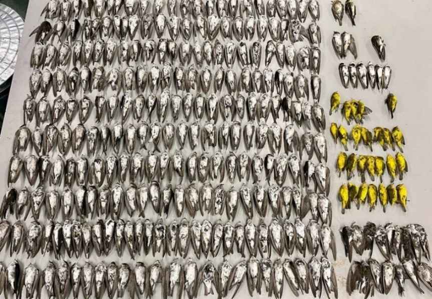 Unraveling a Migration Mystery image