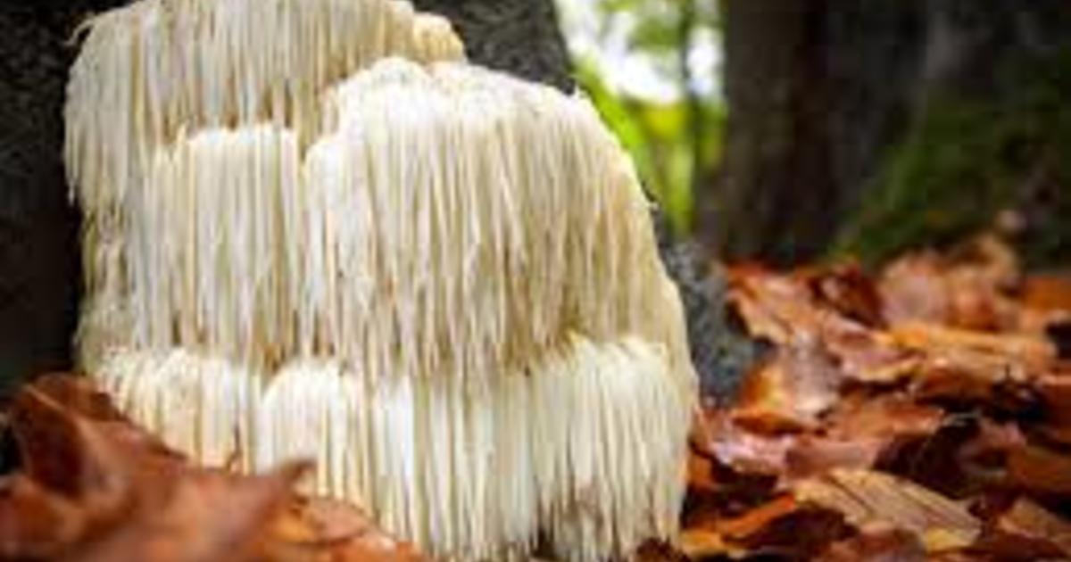 Allegheny Land Trust Mushroom Hunt with the Western PA Mushroom Club