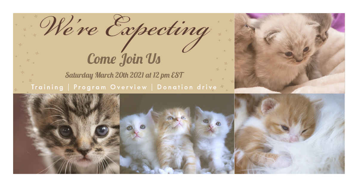 Humane Society of Charles County, Inc. 2021 Kitten Shower