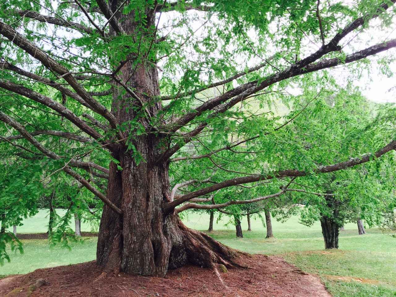 Treasured Trees 2021 Calendar image