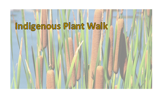Indigenous Plant Walk image