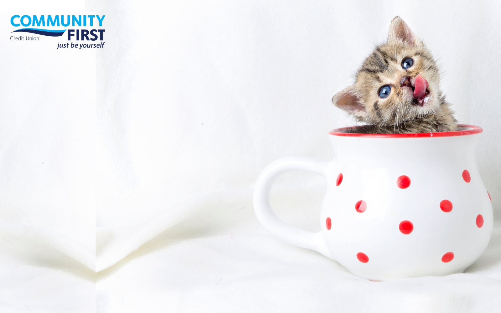 3rd Annual Pop-up Kitten Cafe presented by Community First Credit Union image