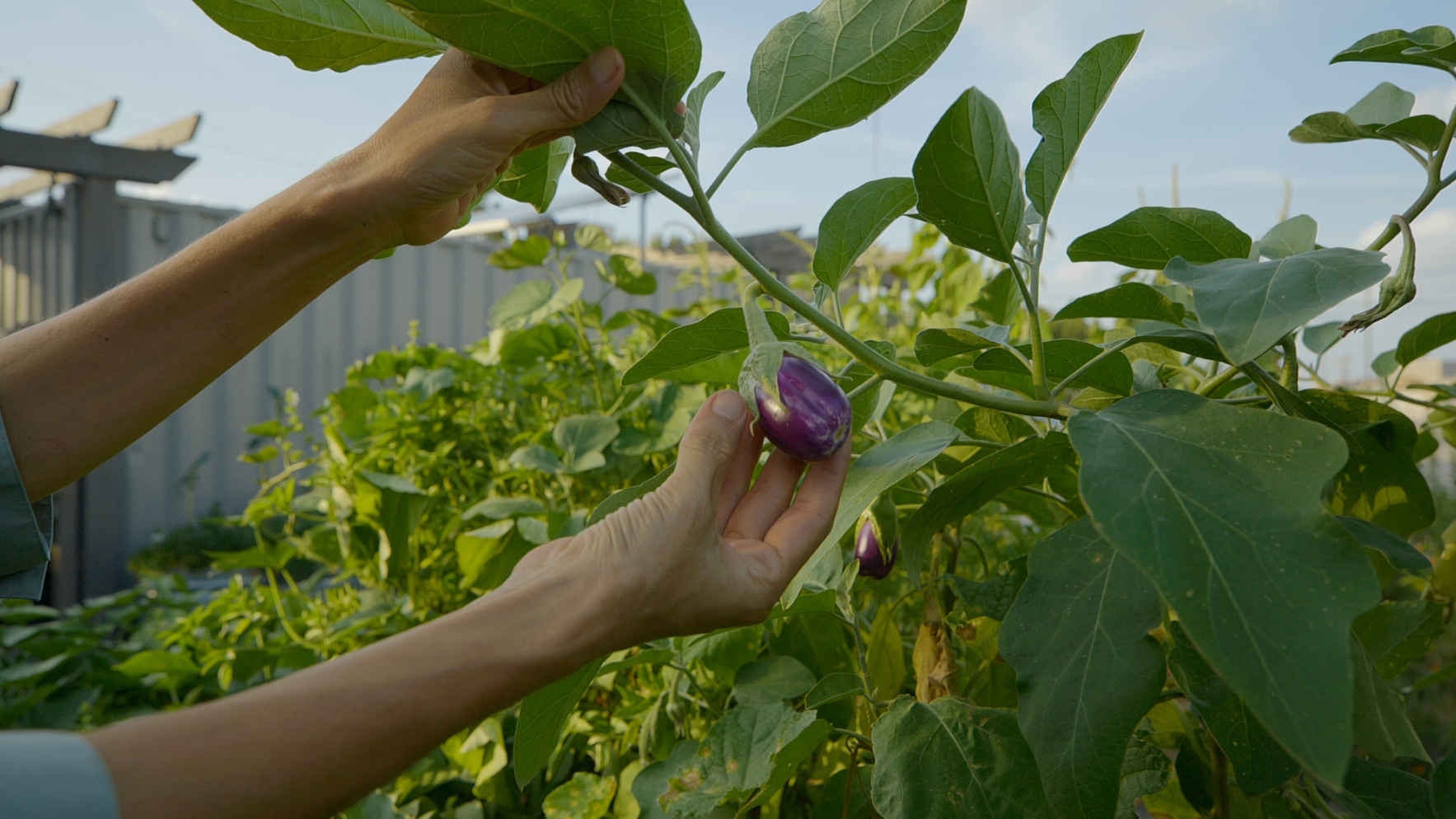 A Short Guide to Edible Gardens image