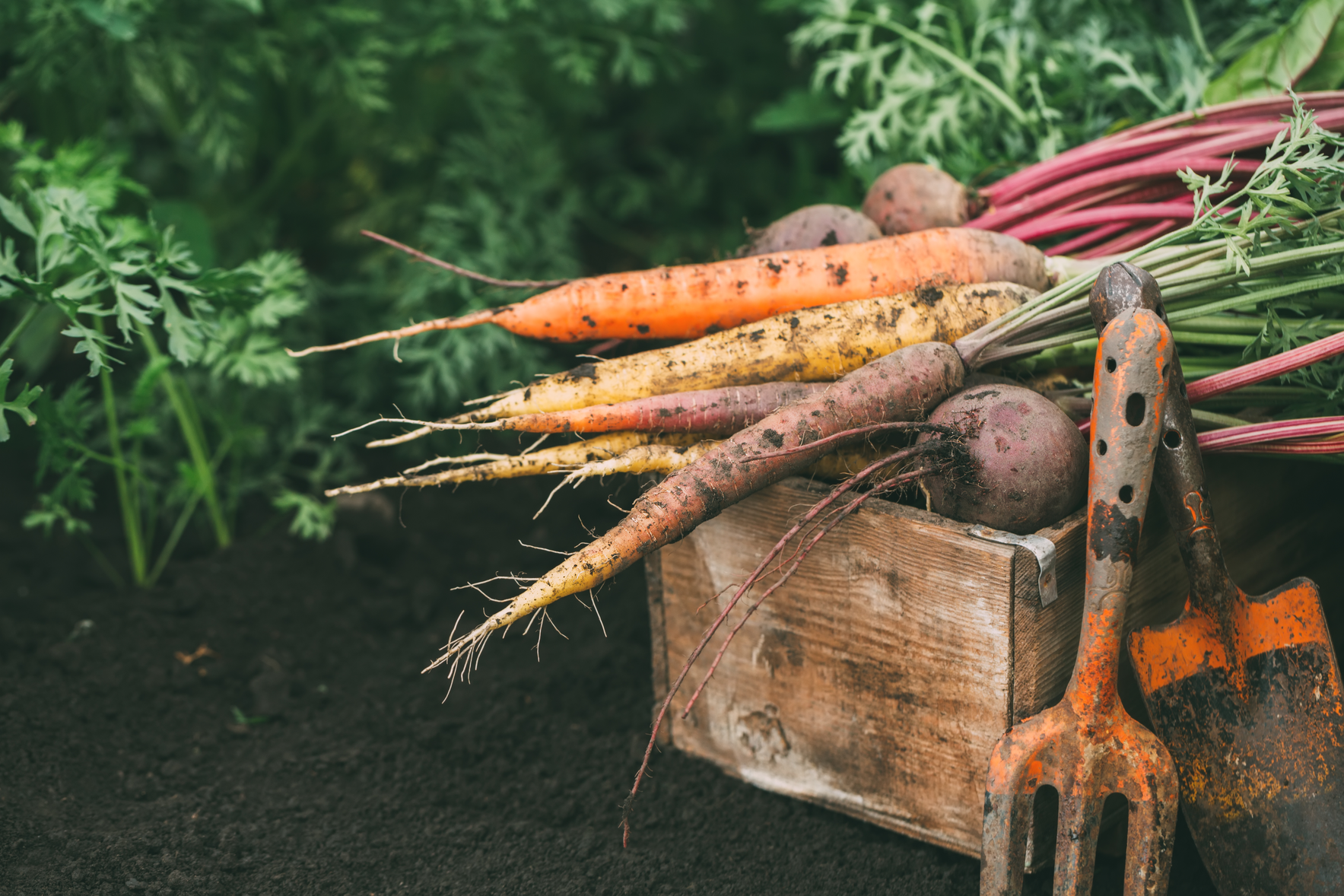Urban Harvest Classes June-August 2021 image