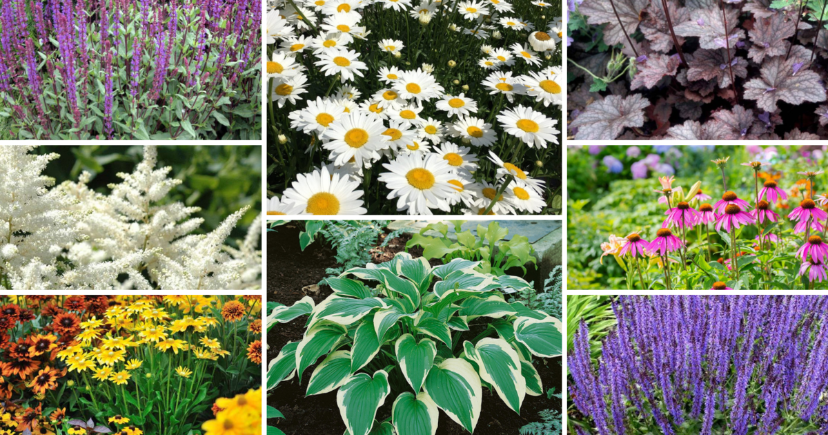 hopkinton-center-for-the-arts-perennials-for-pops