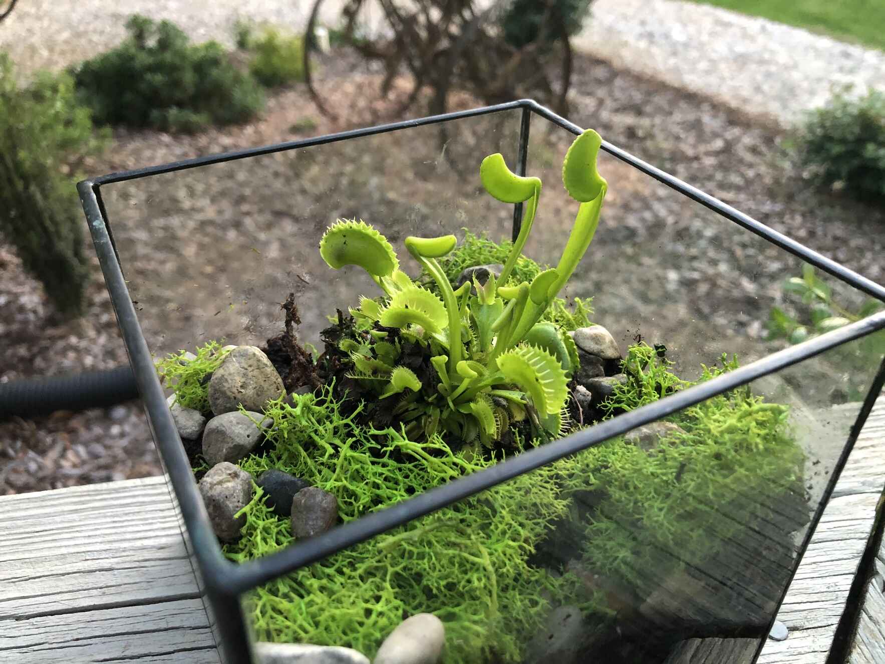 CATAWBA RIVERKEEPER FOUNDATION INC YAR Build Your Own Terrarium