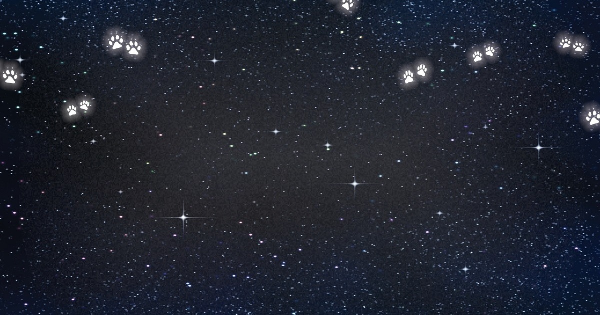 Galveston Island Humane Society Inc Deep in the Paws of Texas 20th