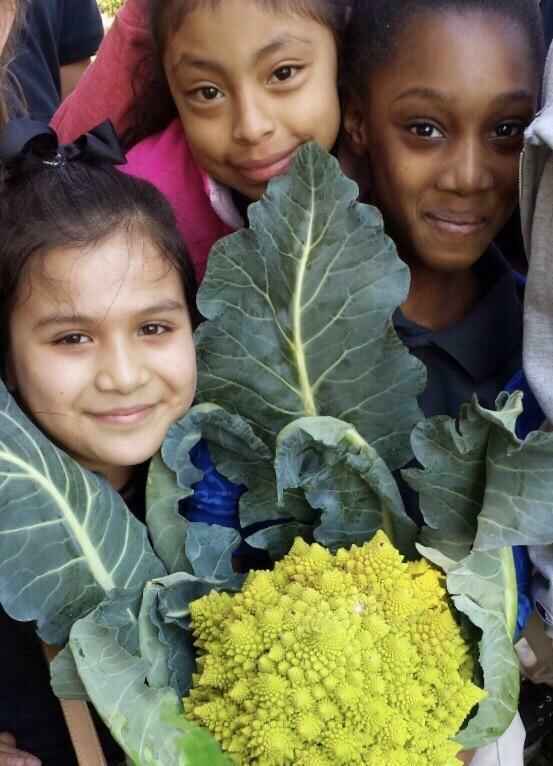 LOS 10 VEGETALES DE OTOÑO MÁS EXITOSOS - ESPAÑOL image