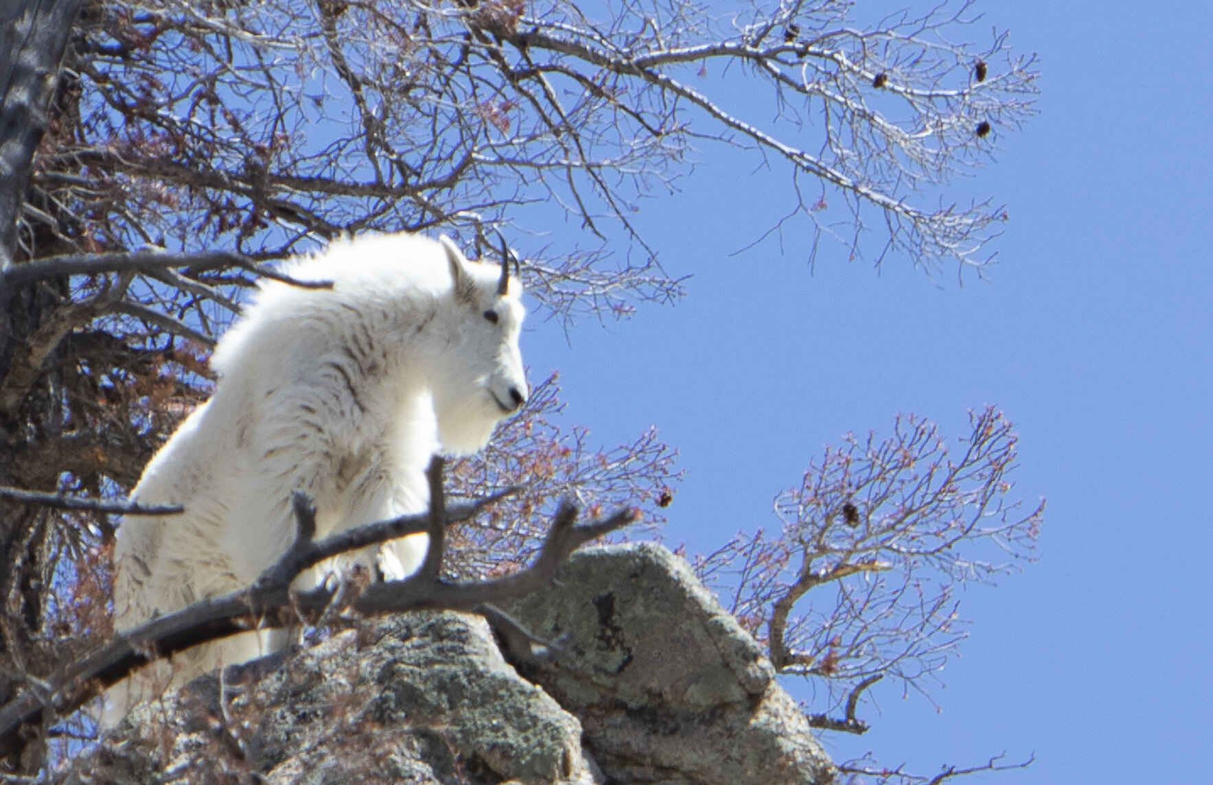 Virtual GARNA Lecture: A Night with Colorado Parks and Wildlife image