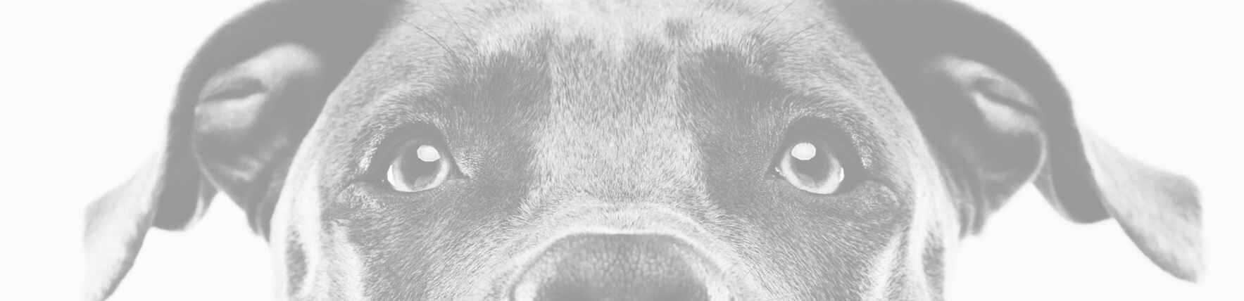 Identifying Animal Cruelty and What YOU Can Do About It image