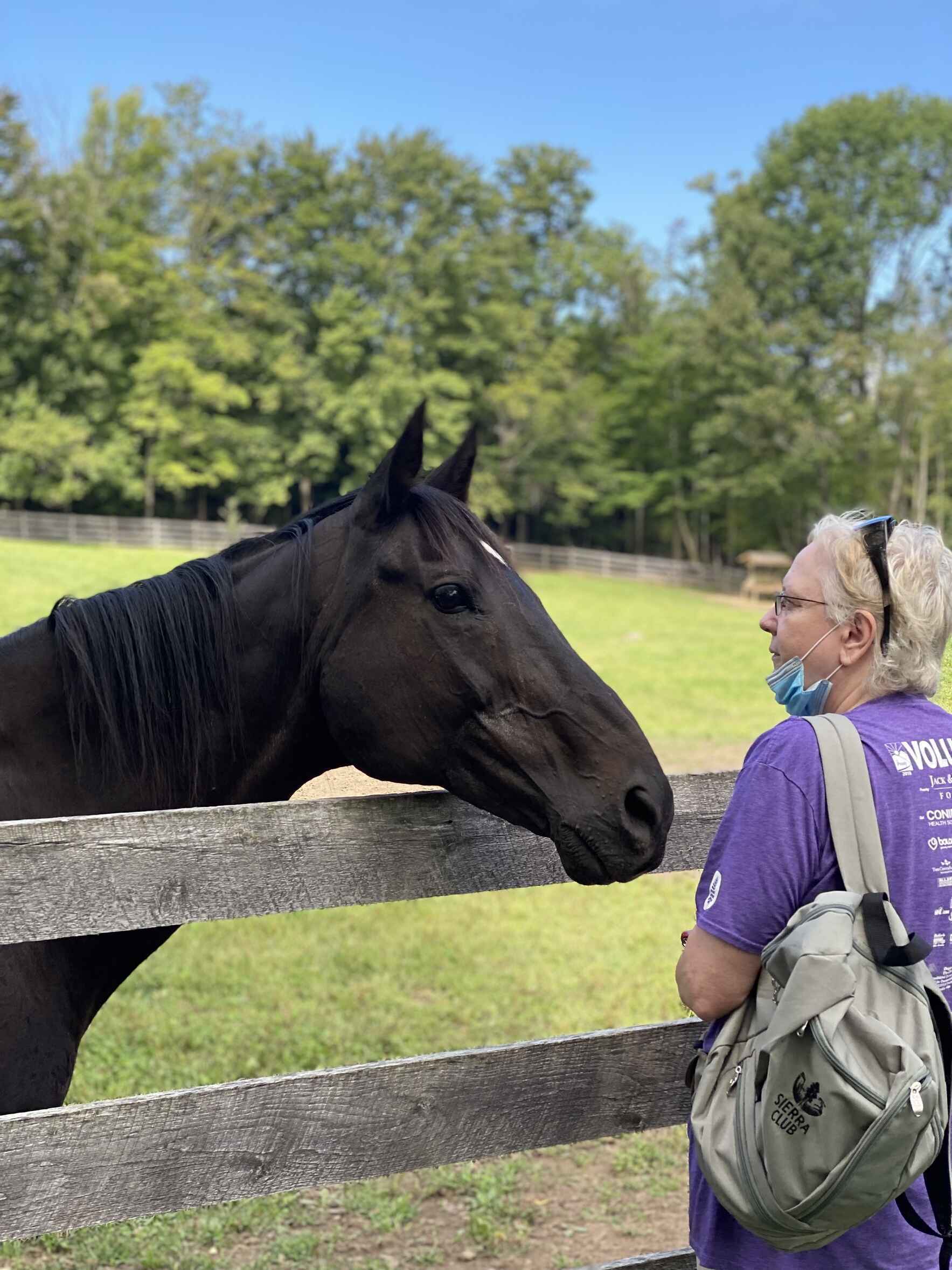 Learn to Talk Horse image