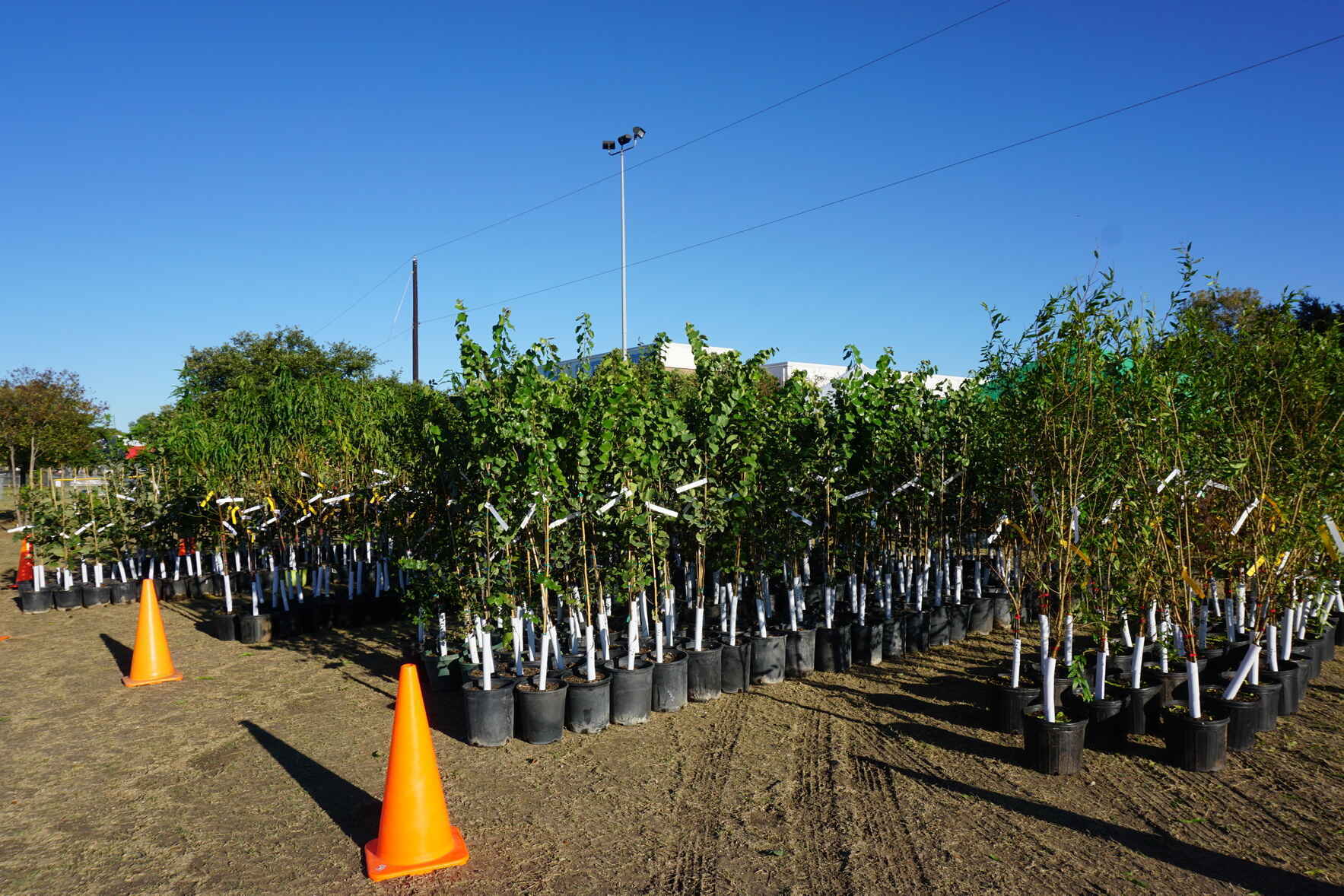 Treerobics 10/6/21 image