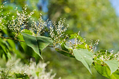 Invasive Species of Pittsburgh Webinar image