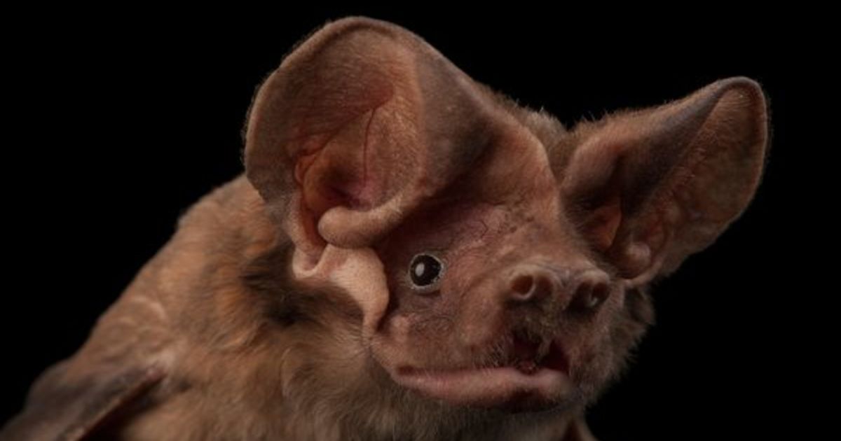 Audubon of the Western Everglades Bats of Southwest Florida