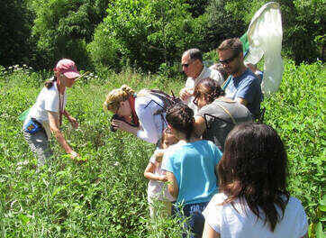 Guided Pollinator Safari on Wilma Dykeman Greenway image
