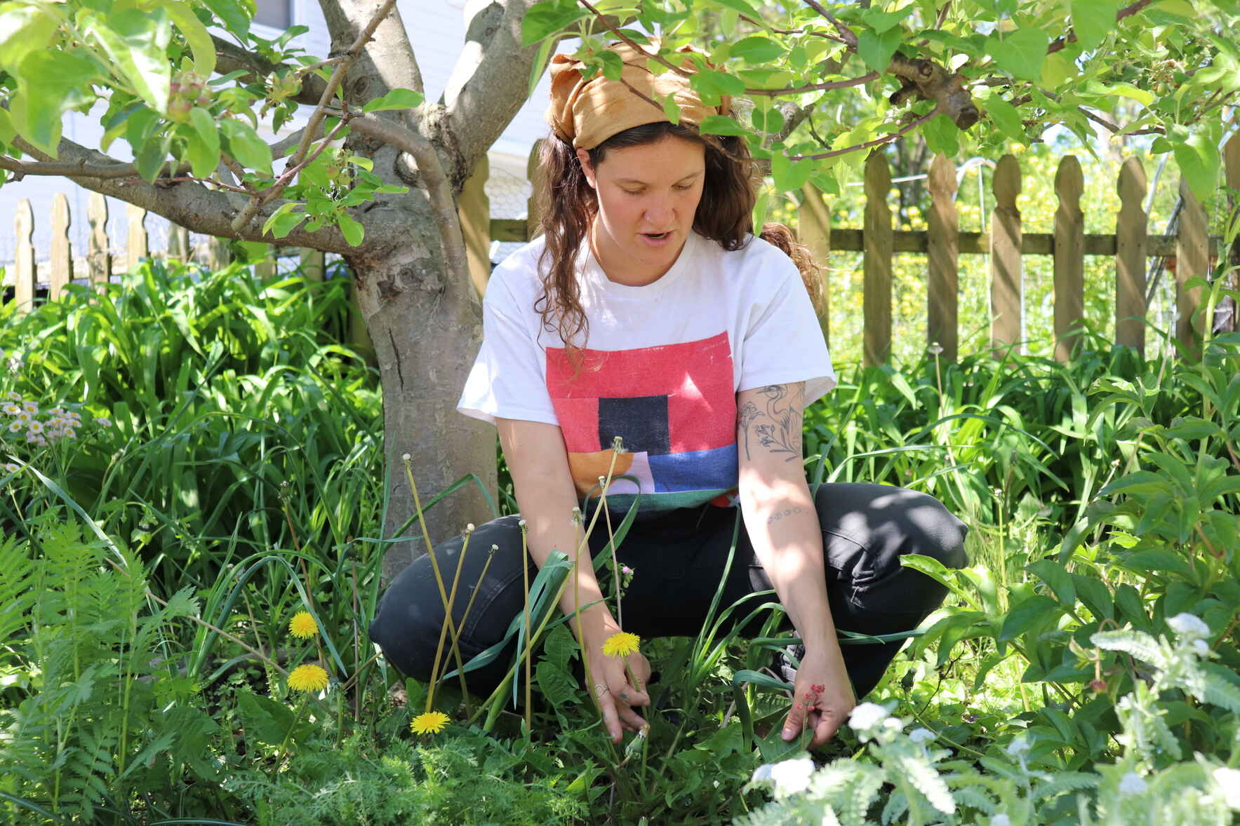 Dandy Dandelions image