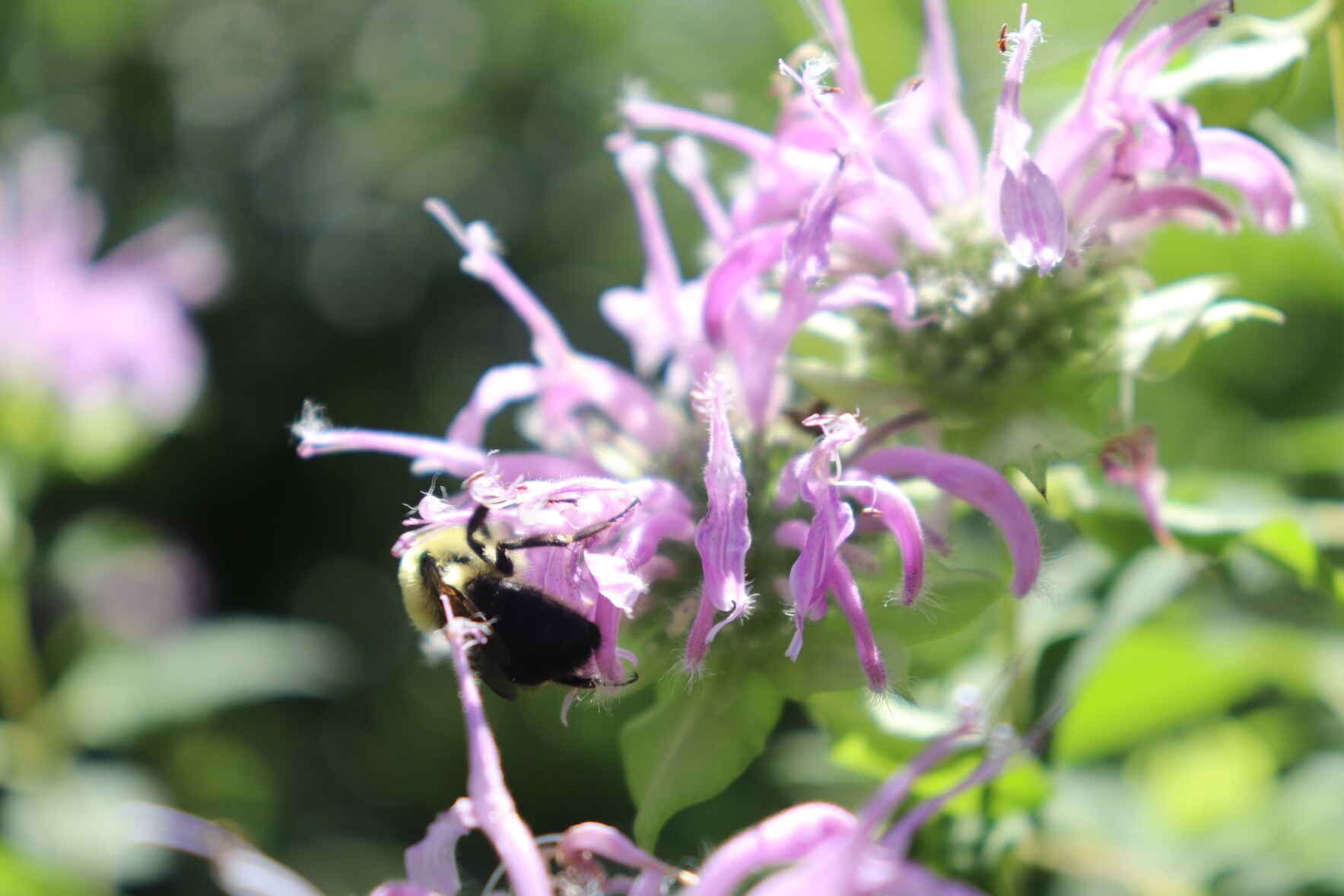 Planting for Pollinators  image