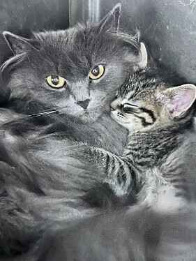 Dining 4 Paws image