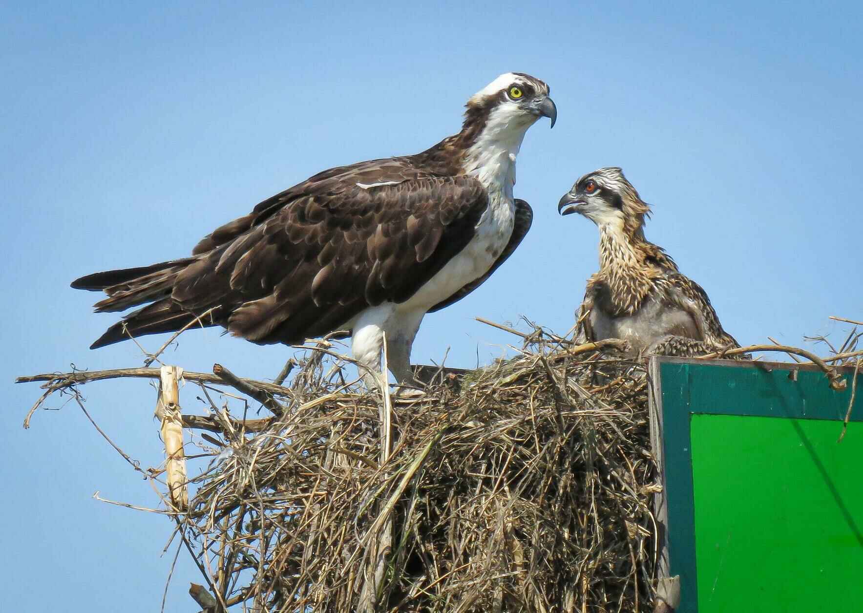 CBEC's Annual Birding by Boat Trip, 1:00 PM Departure image