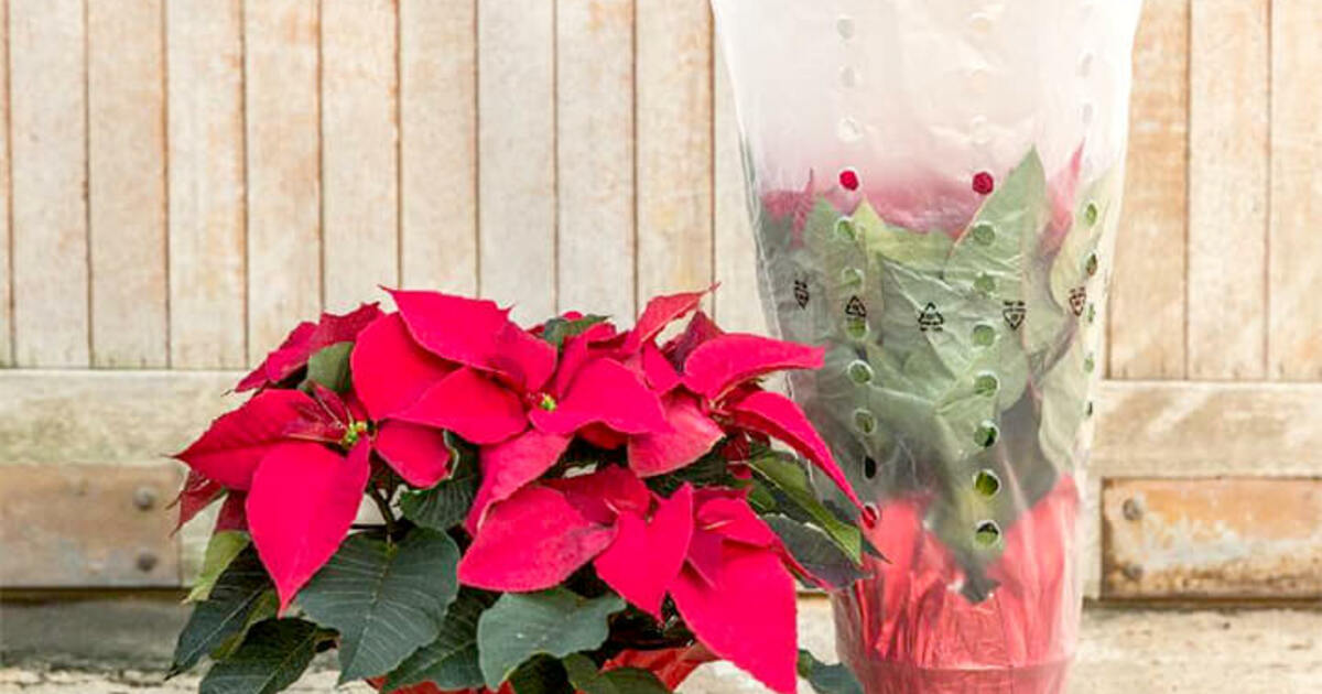 Reach Unlimited, Inc. Poinsettia Sale 2022