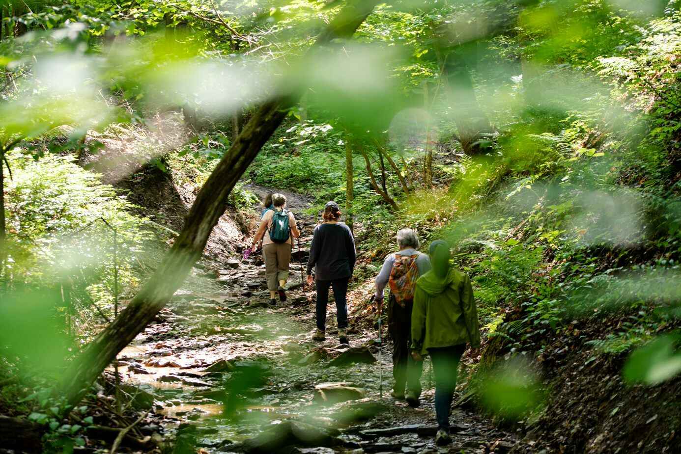 Allegheny Land Trust Devil's Hollow Tree Planting