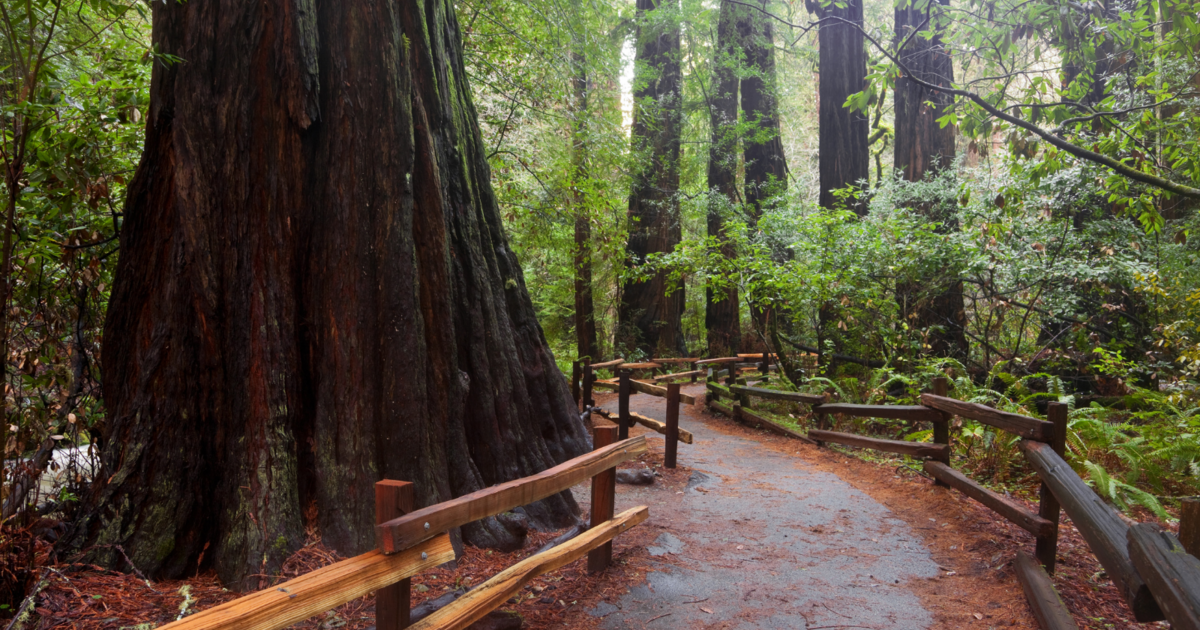 Saved By Nature Muir Woods National Monument