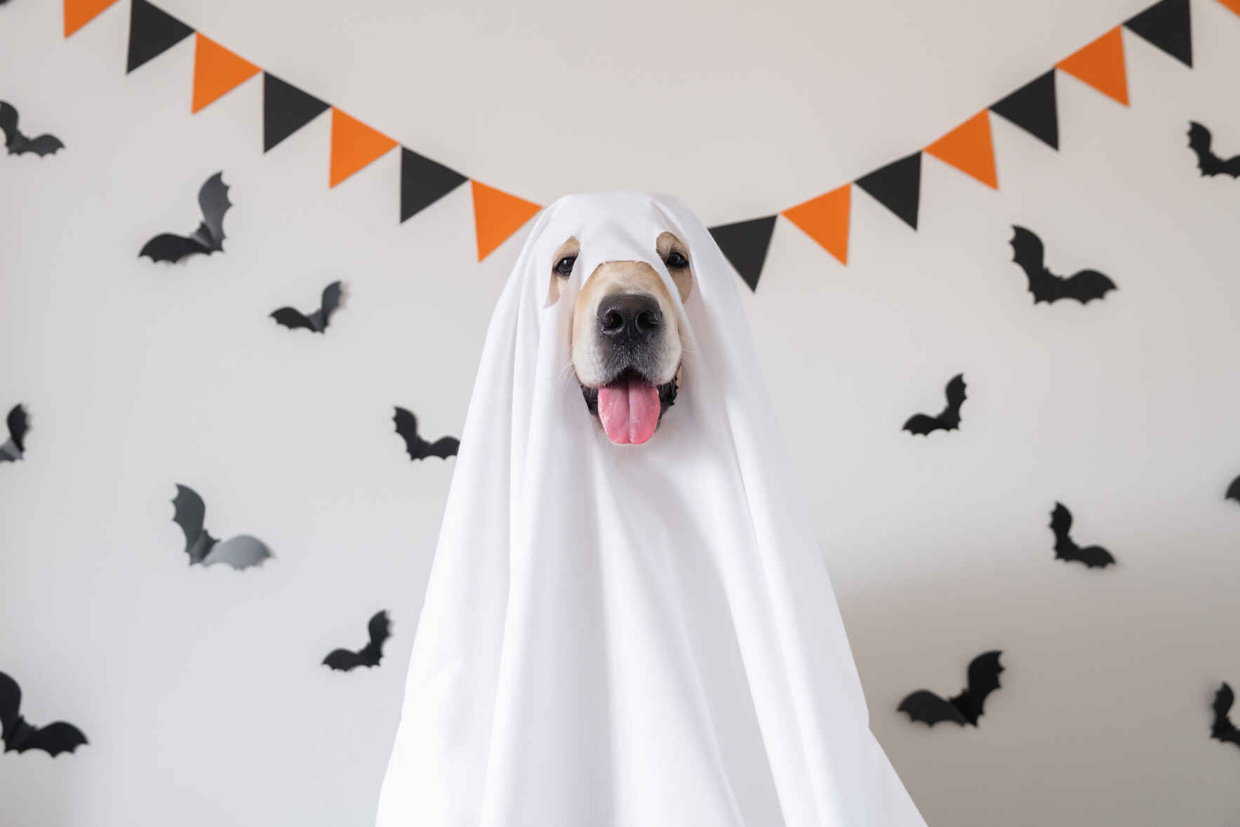 Howl-O-Ween At The Point Towson image
