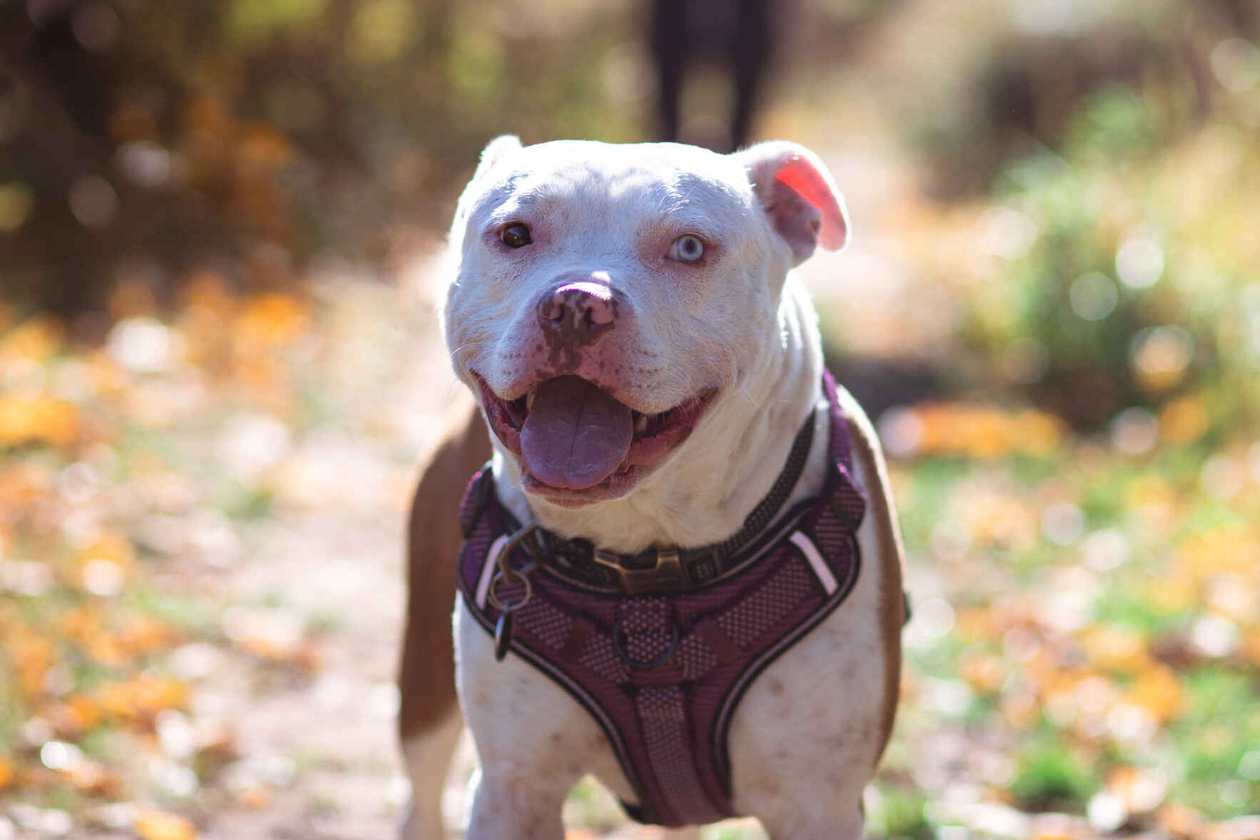 Protectors Of Animals Inc POA 2023 Calendar 12 Months Of Inspiration