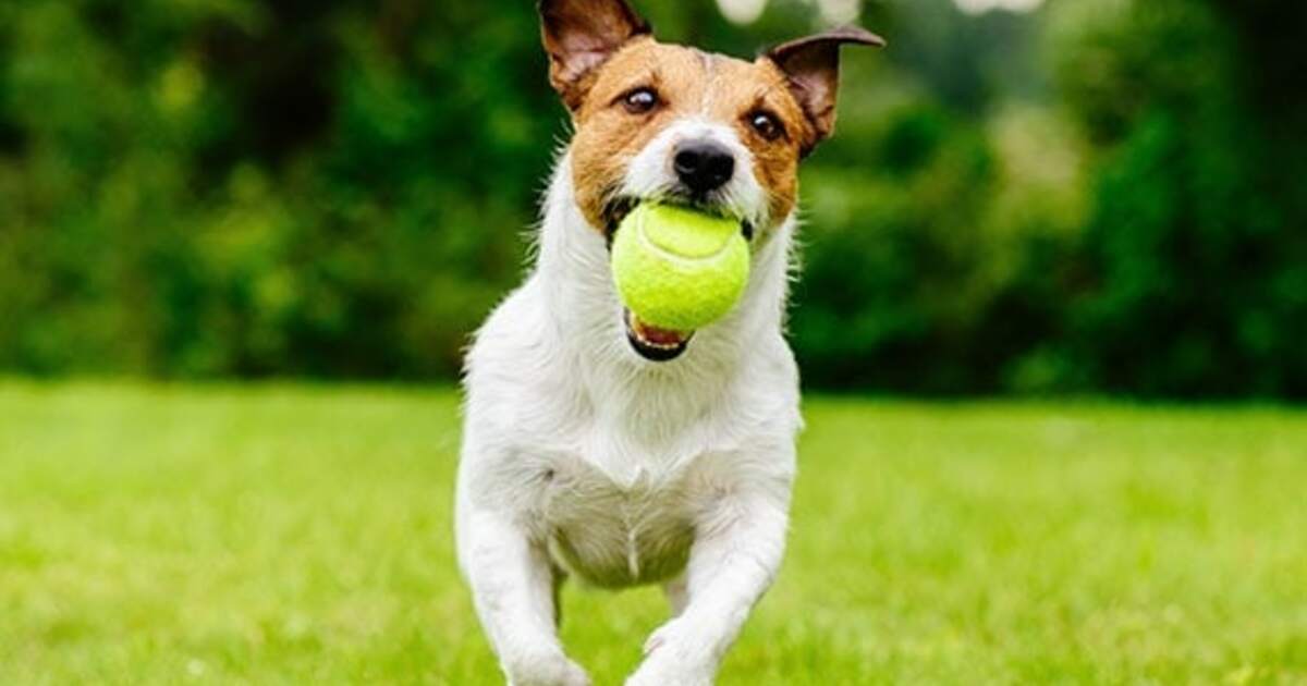 Prairie Paws Animal Shelter, Inc. Tennis Ball Run