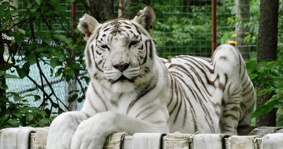 PROFESSIONAL ANIMAL RETIREMENT CENTER Big Cats Habitat Sponsorship