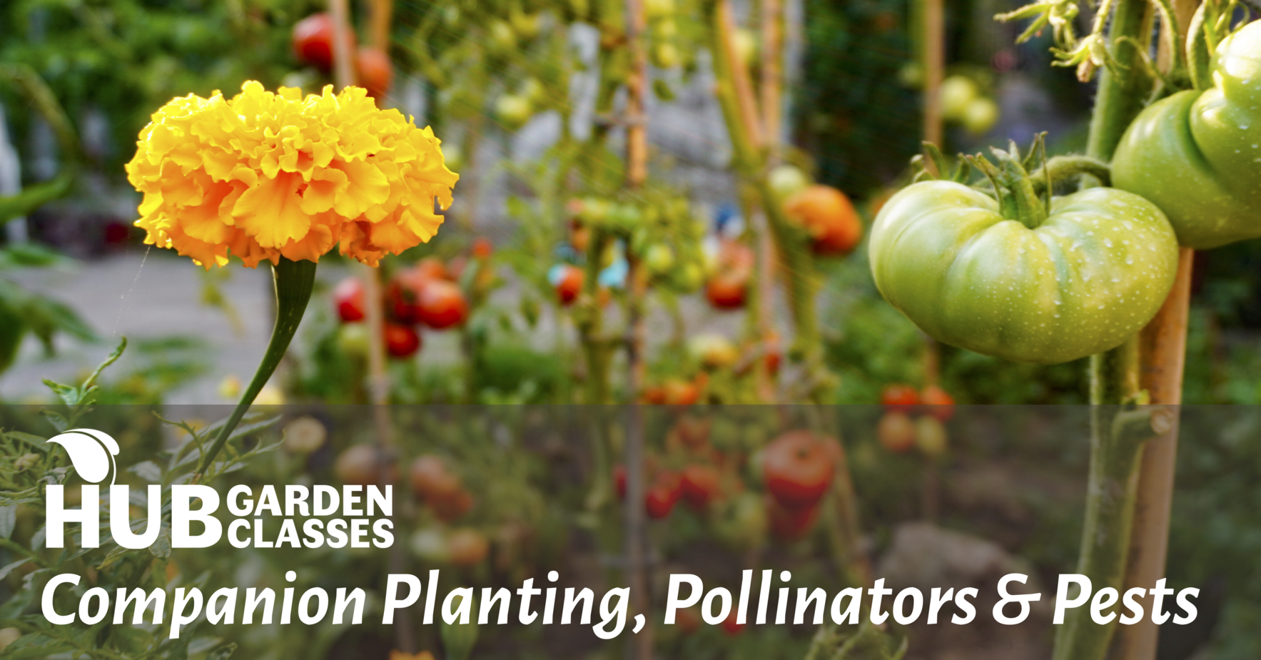 HUB Garden Class: Companion Planting, Pollinators & Pests Workshop image