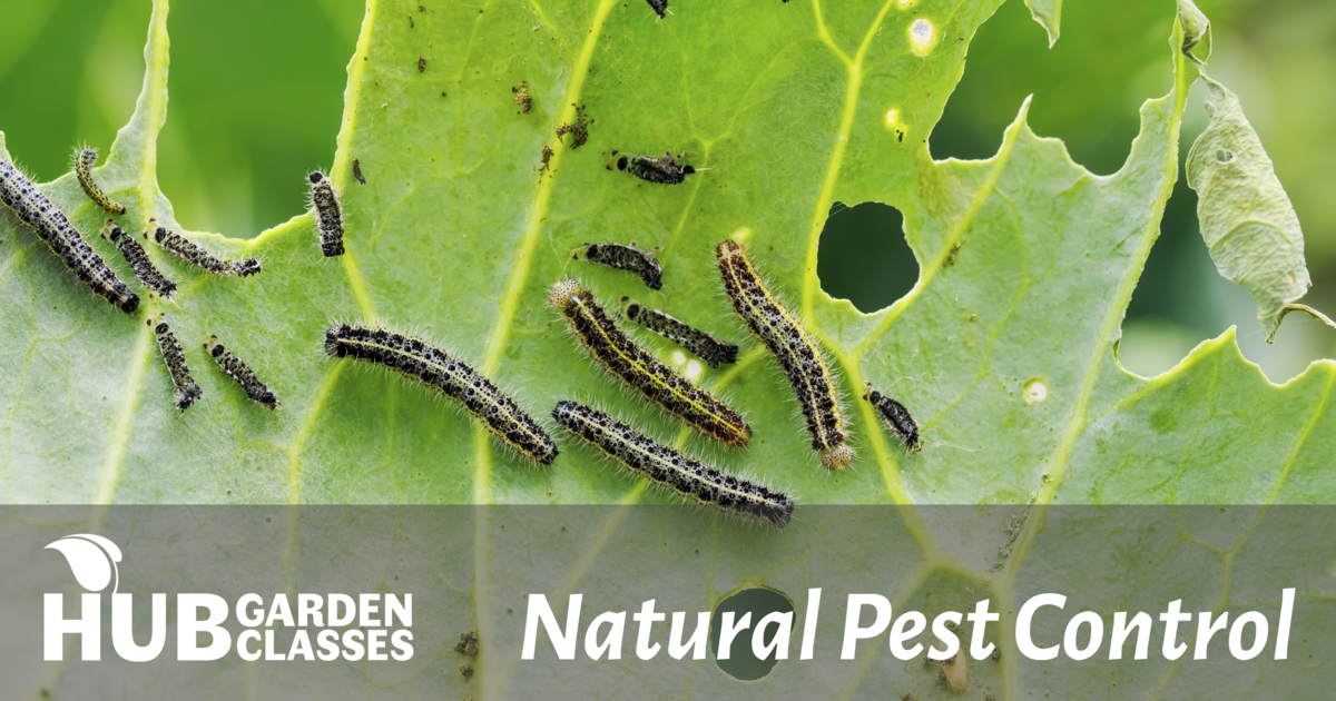 Civic Garden Center of Greater Cincinnati HUB Garden Class Natural