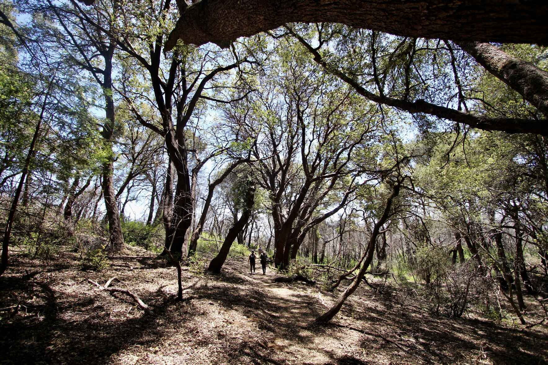 San Vicente Redwoods Bay to Bay Hike  image