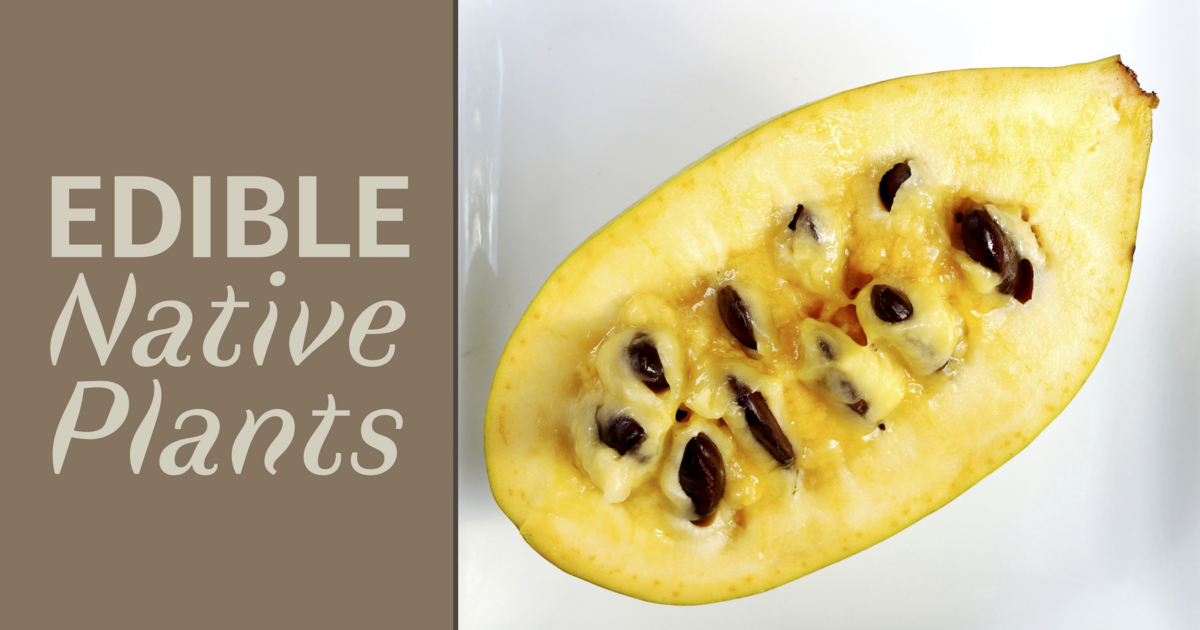 Civic Garden Center of Greater Cincinnati Edible Native Plants