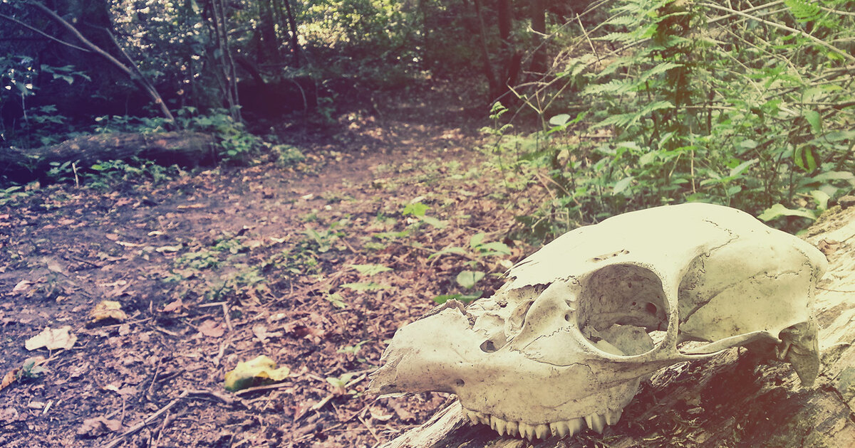 Allegheny Land Trust First Friday Hike History of Dead Man's Hollow