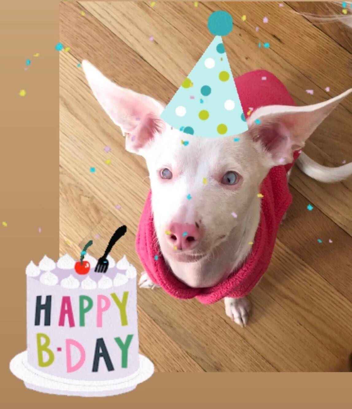 Piglet's 7th Zoom Birthday Party! image