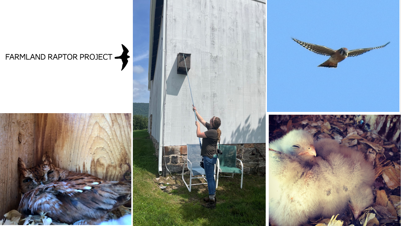 Farmland Raptor Project - Stay tuned for future events & updates! image