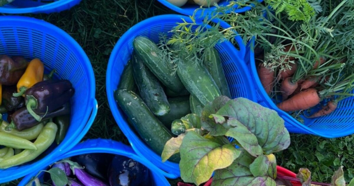 21 Roots Farm - Produce Subscription 2024