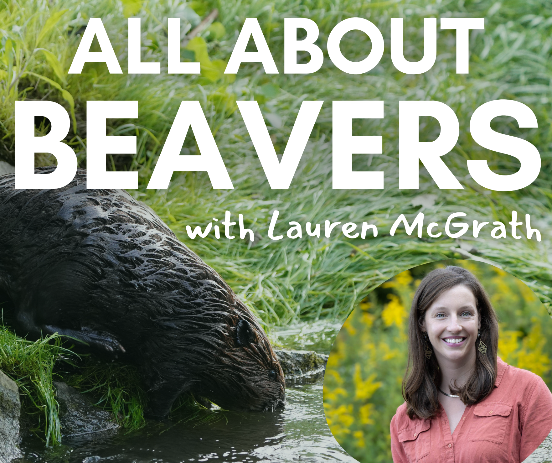 Science on Tap: All About Beavers! image