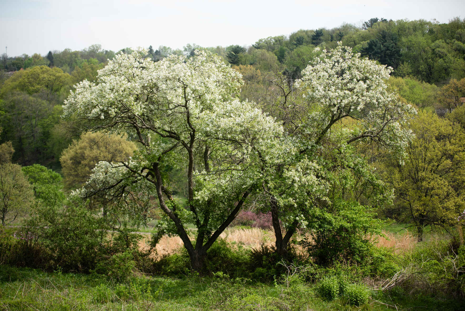 Tree Planting at Churchill Valley Greenway image