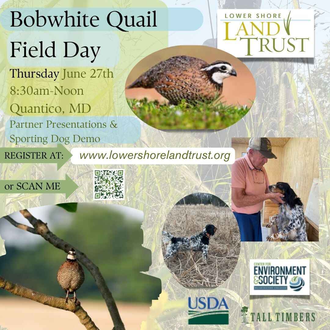 QUAIL FIELD DAY image