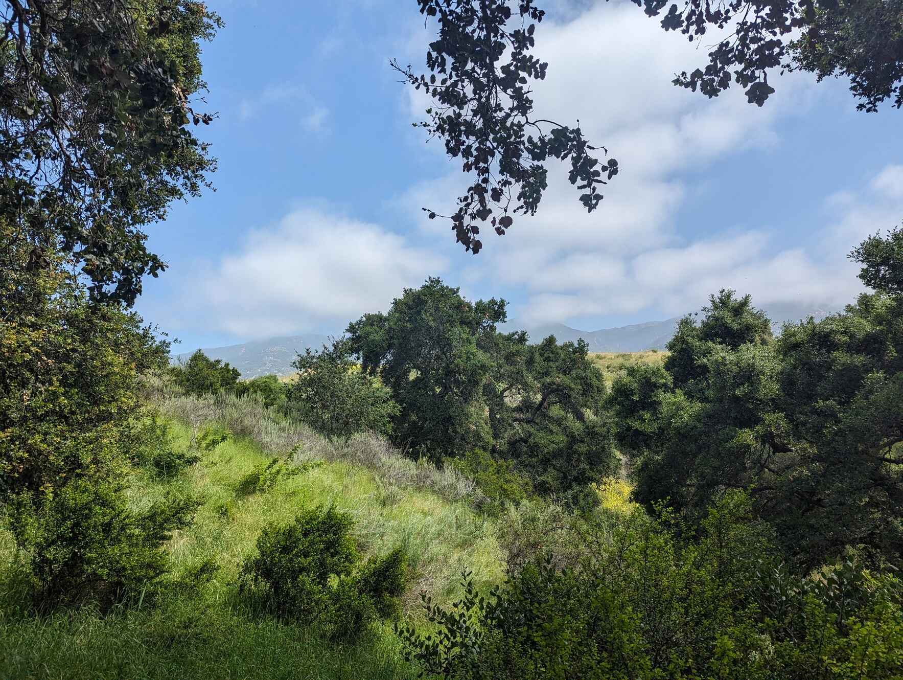 Guided Walk at the San Marcos Foothills Preserve image