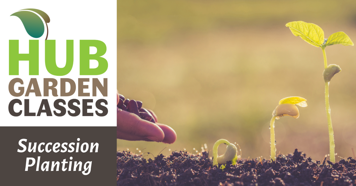HUB Garden Class: Succession Planting image
