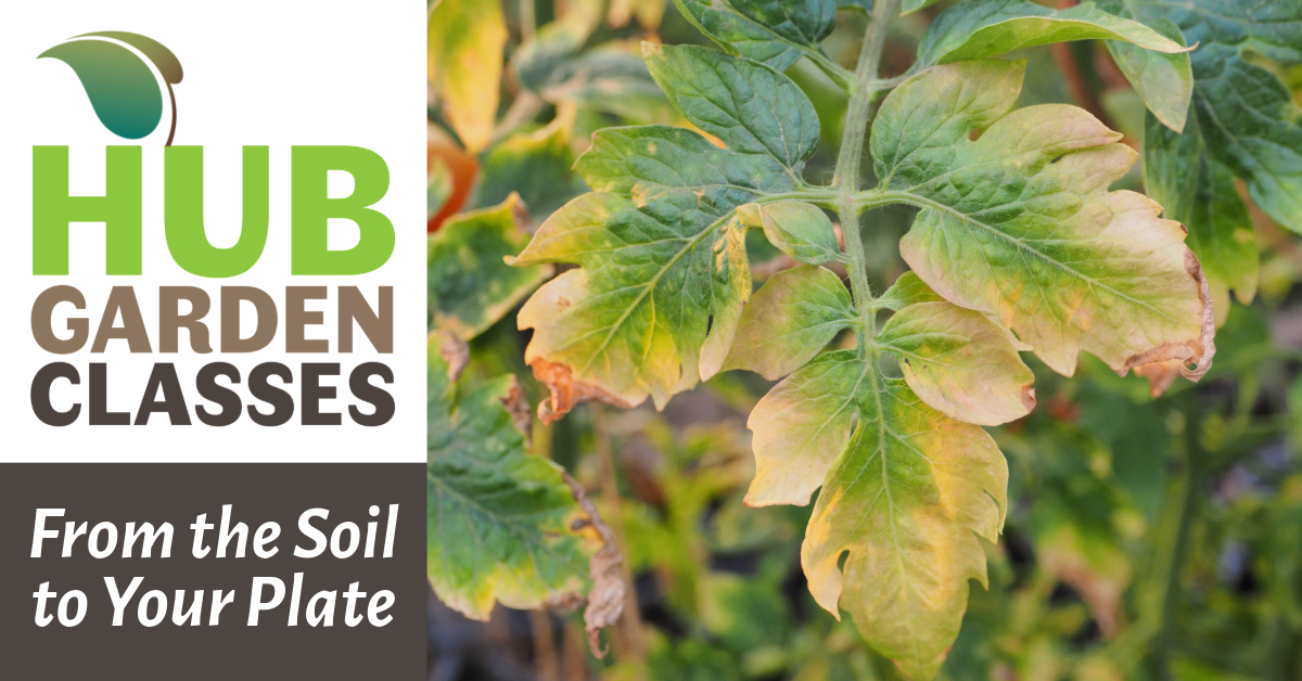 From the Soil to Your Plate image