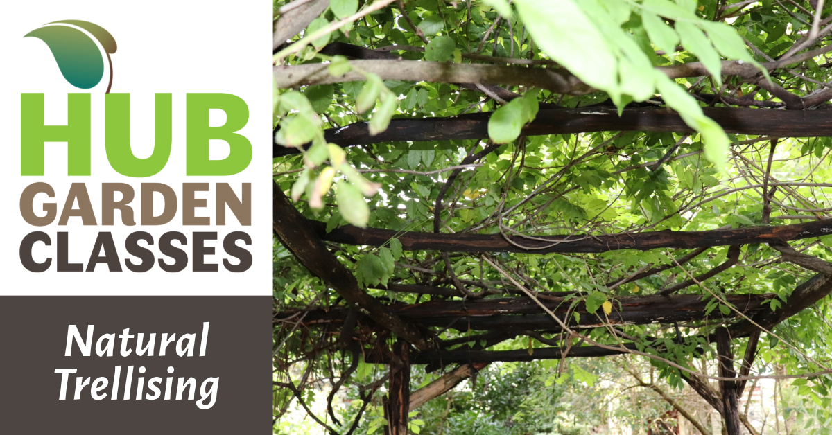 HUB Garden Class: Natural Trellising image