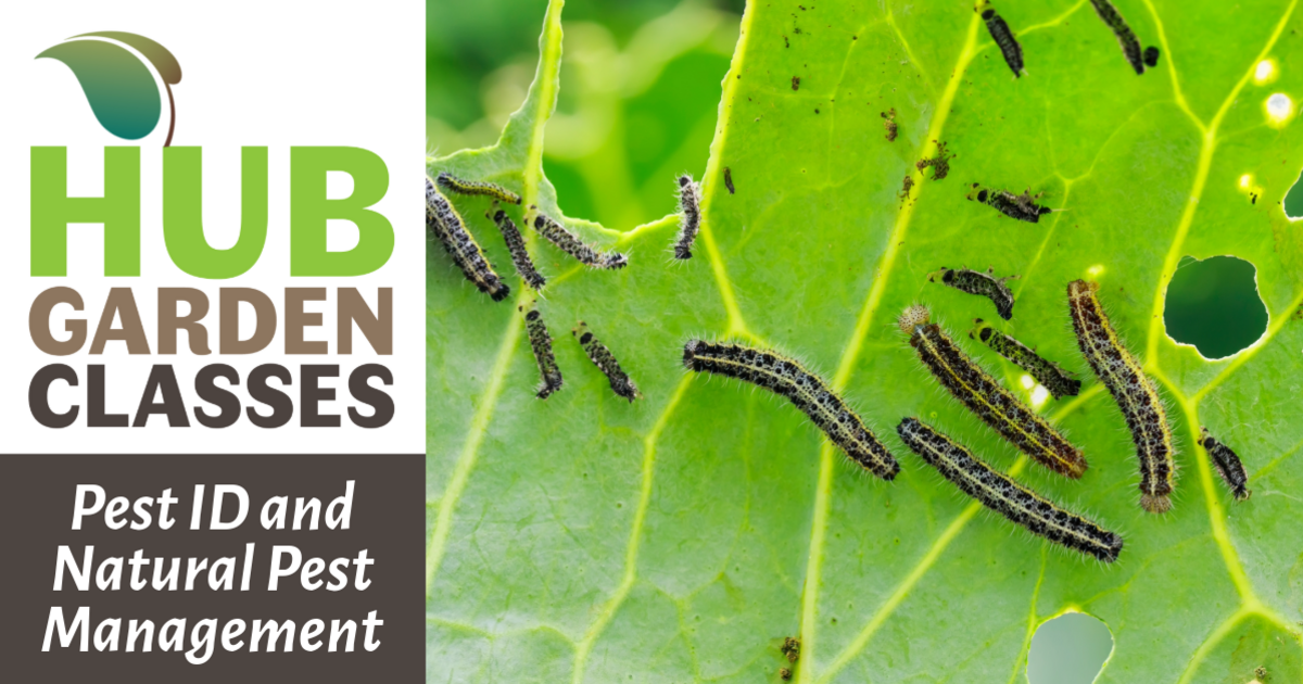 Civic Garden Center of Greater Cincinnati - HUB Garden Class: Pest ID ...