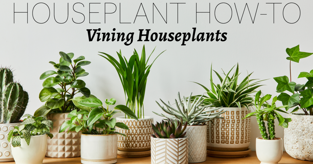 Civic Garden Center of Greater Cincinnati - Houseplant How-To: Vining  Houseplants