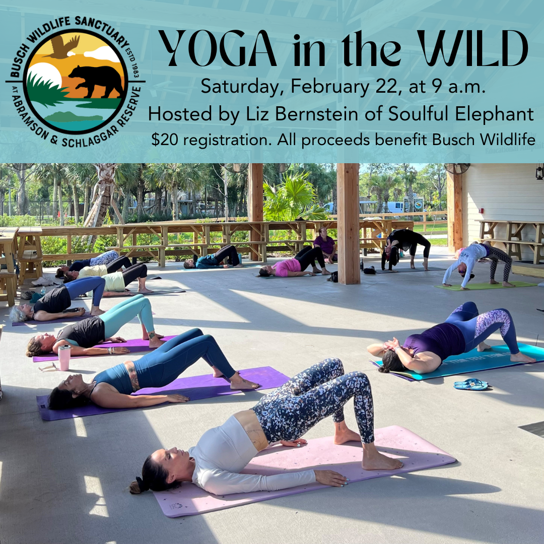 Yoga in the Wild image